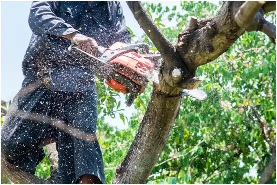 tree services Hornbeak